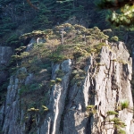 黃山一景