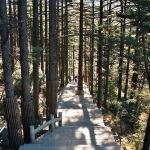 黃山一景