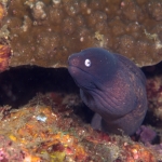 Puerto Galera
