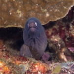 Puerto Galera