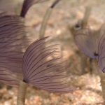Puerto Galera