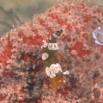 Puerto Galera