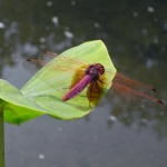 Wetland Park