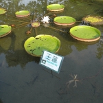 Wetland Park