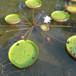 Wetland Park