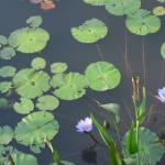 Wetland Park