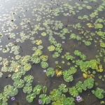 Wetland Park