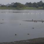 Wetland Park