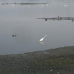 Wetland Park