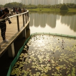 Wetland Park