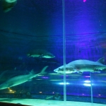 Ocean Park