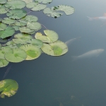 Tai Lam Chung Reservoir