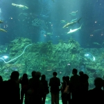 The Grand Aquarium