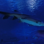 Chinese Sturgeon Aquarium