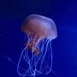 Sea Jelly Spectacular