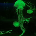 Sea Jelly Spectacular