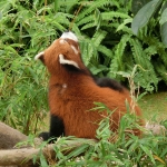 Red panda (Panda Village)