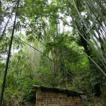 回鄉拜山