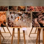 An underwater photography exhibition by Joe Kwok