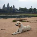 A dog soaks up the sun at Angkor Wat just after sunrise