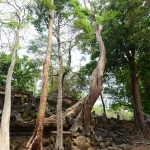 Beng Mealea