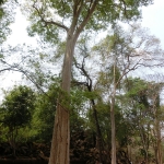 Beng Mealea