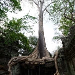 Ta Prohm