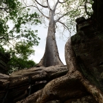 Ta Prohm