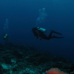 Diving in Maratua