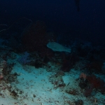 Diving in Maratua