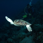 Diving in Maratua