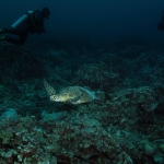 Diving in Maratua