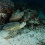 Diving in Maratua