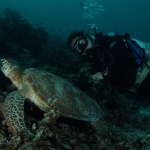 Diving in Maratua