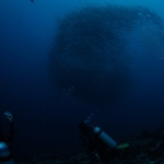 Diving in Maratua