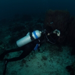 Diving in Maratua