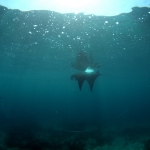 Diving in Maratua