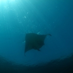 Diving in Maratua