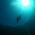 Diving in Maratua