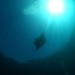 Diving in Maratua