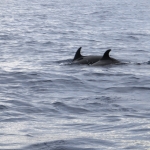 Diving in Kakaban