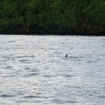 Diving in Kakaban