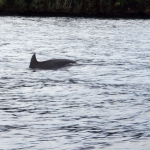 Diving in Kakaban