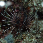 Diving in Maratua