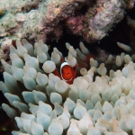 Diving in Maratua