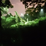 Night Safari