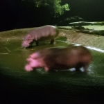 Night Safari