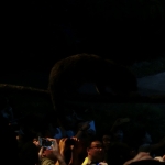 Night Safari