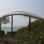 Whale bone at Swire Institute of Marine Science