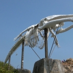 Whale bone at Swire Institute of Marine Science